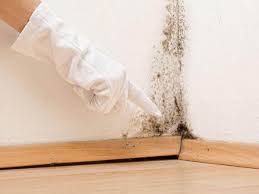 Why You Should Choose Our Mold Remediation Services in California, MO